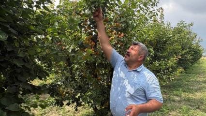 Ziraat m&uuml;hendisinin tavsiyesiyle 7 yıl &ouml;nce dikti! 6 yıldır dalları kıracak hasat alıyor 