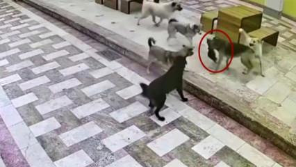 Hatay'da başıboş k&ouml;pek dehşeti! İzleyenin y&uuml;reği acıdı