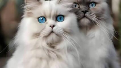 Y&uuml;zlerce kedi kesilmek &uuml;zereyken kurtarıldı