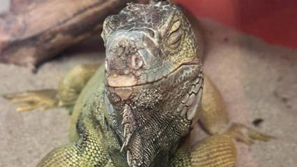  İstanbul'da bir evden tarantula, yılan, akrep, iguana, Afrika dev salyangozları &ccedil;ıktı