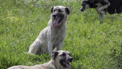 Sokak k&ouml;pekleri i&ccedil;in d&uuml;ğmeye basıldı! Bakan &Ccedil;ift&ccedil;i'den talimat: T&uuml;m T&uuml;rkiye'de uygulanacak