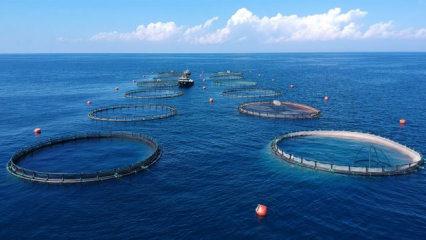 Doğu Karadeniz&rsquo;den dev ihracat atağı! 5 ayda tam 73 milyon dolar kazandırdı