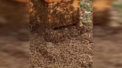  ABD'de arı kovanlarını taşıyan kamyon devrildi: 24 milyon arı etrafa dağıldı