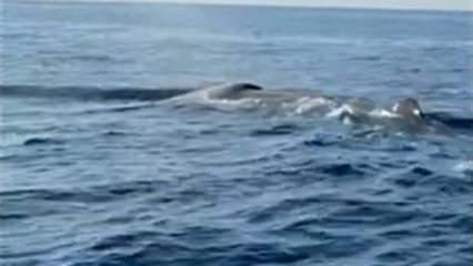 Alanya a&ccedil;ıklarında balina heyecanı kamerada
