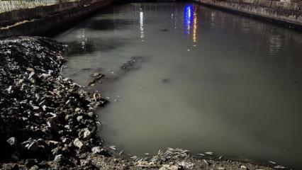 Bakırk&ouml;y'de dere yatağında binlerce &ouml;l&uuml; balık bulundu