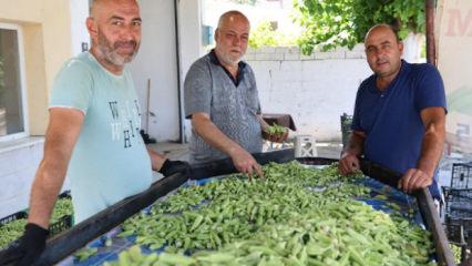 Eklem ağrısı olan bundan yiyor: Hasadı başladı, kilosu 200 lira!