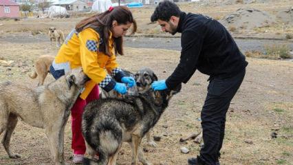 &Ouml;len k&ouml;pek kuduz &ccedil;ıktı! 7 mahalle karantinaya alındı