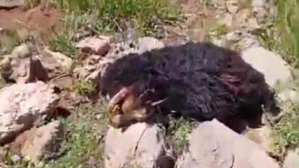 Hakkari'de canavar saldırısı! K&ouml;yl&uuml;ler seferber oldu: Zayiat b&uuml;y&uuml;k 