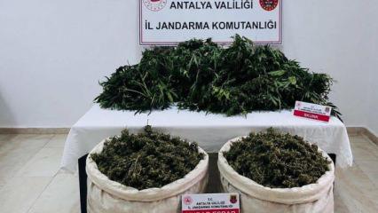 Antalya'da zehir tarlasına jandarma darbesi: Kilolarca esrar ele ge&ccedil;irildi!