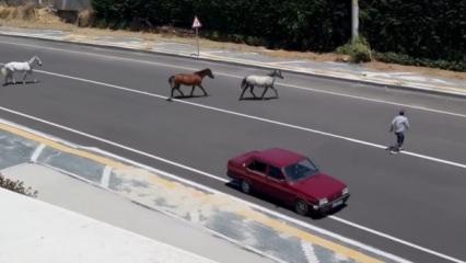 Tekirdağ'da başıboş atlar trafiği alt&uuml;st etti