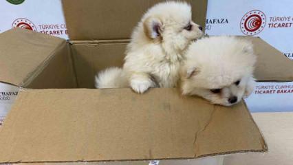 Bakanlıktan yavru k&ouml;peklere y&ouml;nelik ka&ccedil;ak&ccedil;ılık girişimine ge&ccedil;it yok