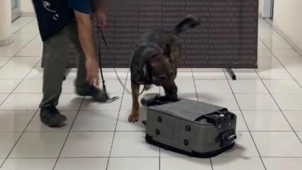 Batman'da akıl dışı sevkiyat dedekt&ouml;r k&ouml;pek Mailo'ya takıldı