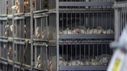 Nepal'de y&uuml;z binlerce k&uuml;mes hayvanı itlaf edildi