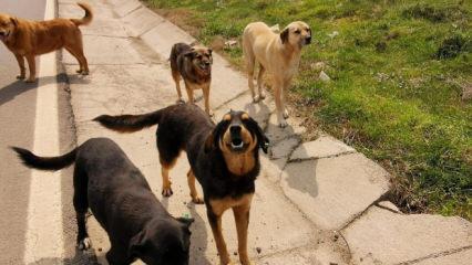 Sahipsiz k&ouml;pek saldırıları sonrası 3 belediye başkanı hakkında işlem