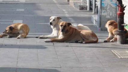 Vali duyurdu! 52 bin sahipsiz k&ouml;pek toplatıldı