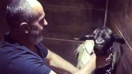 Sıcaktan bunalan ke&ccedil;iyi resmen &ccedil;itileyerek yıkadı! O anlar kamerada 