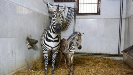 Bursa Hayvanat Bah&ccedil;esi&rsquo;ndeki zebra sayısında artış var 