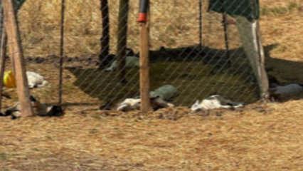 Diyarbakır'da k&ouml;peklerin saldırdığı 15 kuzu &ouml;ld&uuml;