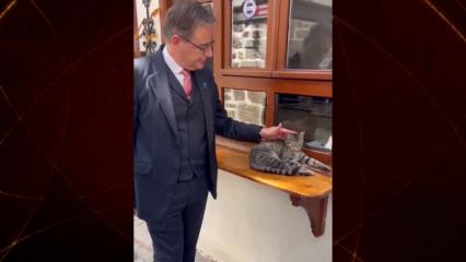 Bel&ccedil;ika Başbakanı De Wever'den g&uuml;l&uuml;mseten kedi paylaşımı: "Dost&ccedil;a bir T&uuml;rk kedisi"