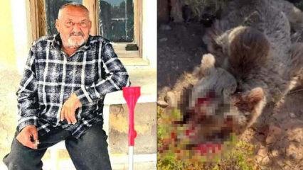 İzmir'de balkonda uyuyan yaşlı adama saldırıp &ouml;ld&uuml;ren ayı vuruldu