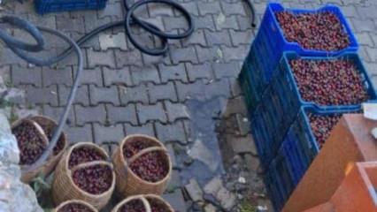 Kiraz &uuml;reticisi &ccedil;aresiz! 'Dalında &ccedil;&uuml;r&uuml;yecek ya da d&ouml;k&uuml;lecek'