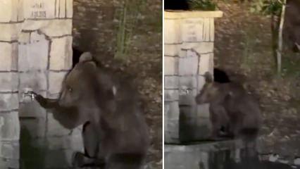 Kızılcahamam'da &ccedil;eşmeden su i&ccedil;en ayının komik anları