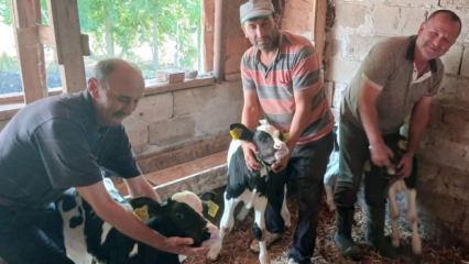 Nadir g&ouml;r&uuml;len doğum! Besici bayram etti 