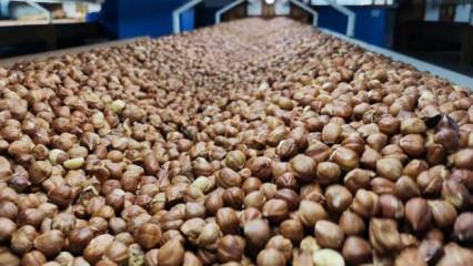 Rakamlar a&ccedil;ıklandı: Fındık ihracatından 1,4 milyar dolarlık gelir!