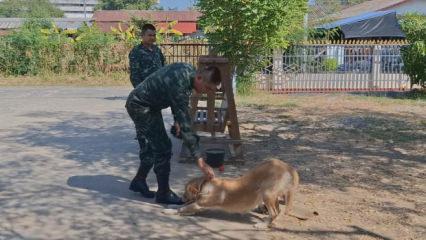Tayland'da evcil bir k&ouml;pek sahibine el bombası getirdi