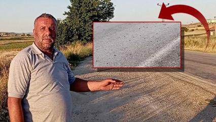 Tokat'ta şaşırtan manzara: Binlercesi kara yolunu bastı! S&uuml;r&uuml;c&uuml;ler g&ouml;zlerine inanamadı