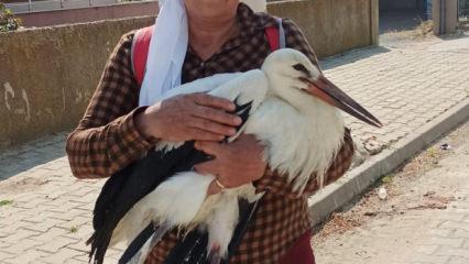 Yolda bitkin halde bulduğu yaralı leyleğe evini a&ccedil;tı!