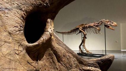 67 milyon yıllık rekor! Nadir bulunan T. rex iskeletine servet değerine alıcı 