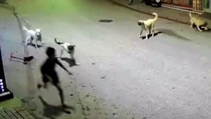 K&ouml;peklerin hedefi olan &ccedil;ocuk, canını elindeki skuterı fırlatarak kurtardı!