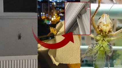 Balkanlardan geliyorlar! İstanbul'da alarm: Bir&ccedil;ok il&ccedil;ede g&ouml;r&uuml;ld&uuml;, evlerin i&ccedil;lerine girdi!