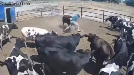 Besici &ouml;l&uuml;mle burun buruna geldi! Kızgın boğanın saldırı anı kamerada 
