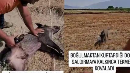 Hayatını kurtardığı domuz saldırınca tekmeyle kovaladı