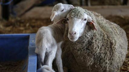 TİGEM a&ccedil;ık artırmayla 60 bin kilogram merinos yapağı satacak! İhale tarihine dikkat