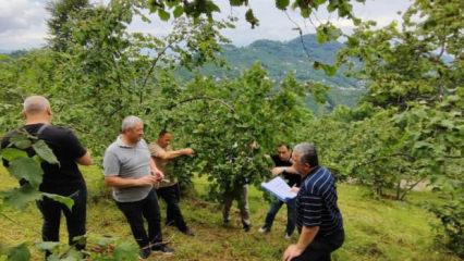 Trabzon&rsquo;da fındıkta rekolte tespiti &ccedil;alışmaları başladı
