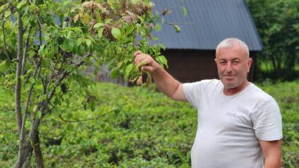 Vampir kelebek ve kahverengi kokarcanın ardından Doğu Karadeniz&rsquo;de yeni alarm!