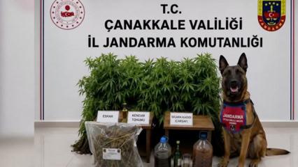 Zehir tacirlerine 18 ilde dev darbe: 59 tutuklama