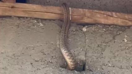 Yılanlı ev k&acirc;busu! İstila ettiler... Geceleri uyumak haram oldu 