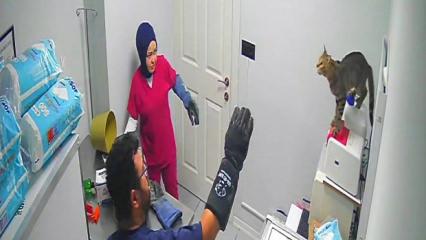 &Ccedil;ılgın kedi T&uuml;rkiye'nin g&uuml;ndemine oturdu! Tutabilene aşk olsun