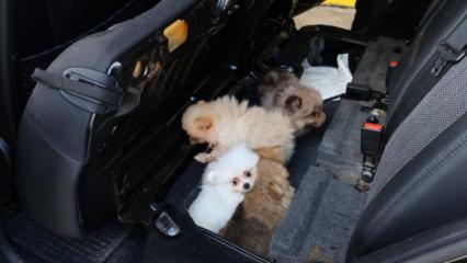 Bakanlık duyurdu: "Pomeranian" cinsi 5 k&ouml;pek yavrusu ele ge&ccedil;irildi