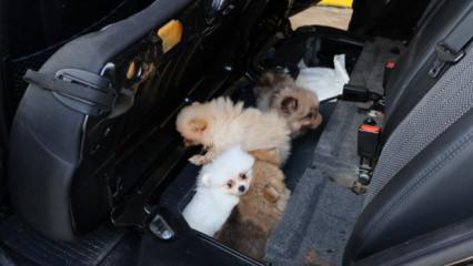 Kapıkule'de 'Pomeranian' cinsi 5 k&ouml;pek yavrusu ele ge&ccedil;irildi