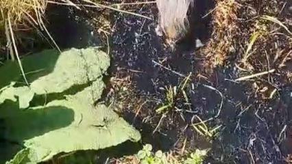 K&ouml;stebek sandı, ger&ccedil;ek &ccedil;ok başka &ccedil;ıktı
