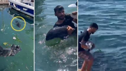 Kucağında taşıyıp denize bıraktı: Yavru yunusu &ouml;zg&uuml;rl&uuml;ğ&uuml;ne b&ouml;yle kavuşturdu
