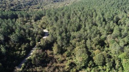 Trabzon listeye bile giremedi! T&uuml;rkiye'nin en yeşil ili belli oldu