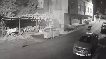 Rize'de filmleri aratmayan kovalamaca: Anne ayı vatandaşı b&ouml;yle kovaladı