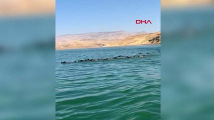 Baraj g&ouml;l&uuml;n&uuml; y&uuml;zerek ge&ccedil;en yaban domuzu s&uuml;r&uuml;s&uuml; kamerada