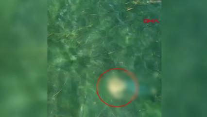 Dron sayesinde &ouml;l&uuml;mden d&ouml;nd&uuml;: Boğulan vatandaş b&ouml;yle kurtarıldı!